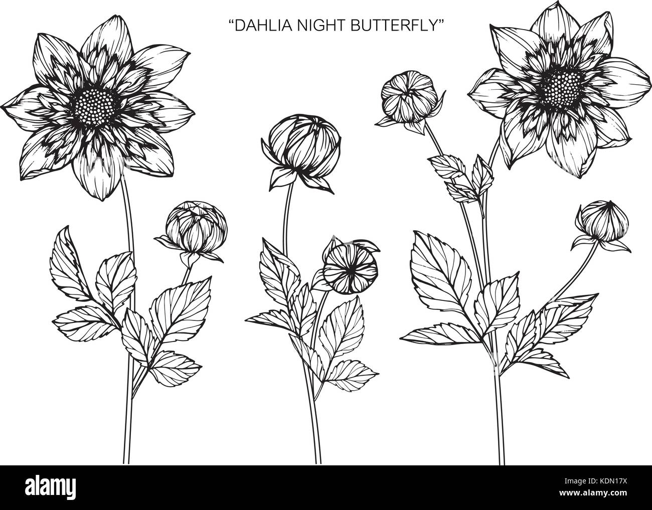 Dessin Fleur Dahlia Illustration Noir Et Blanc Avec Des