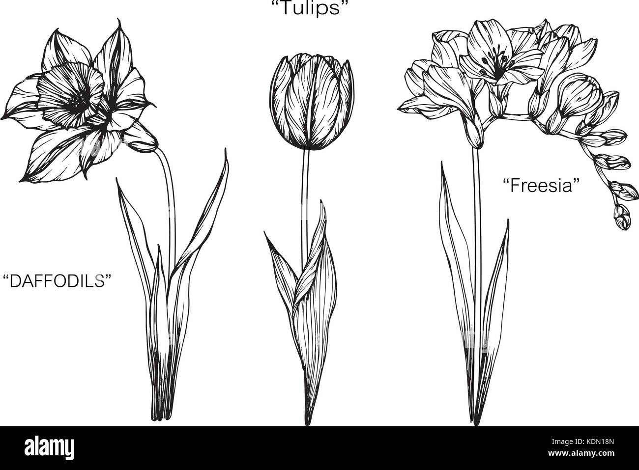 Jonquille, tulipe, fleur freesia illustration dessin. Noir et blanc avec des illustrations. Illustration de Vecteur