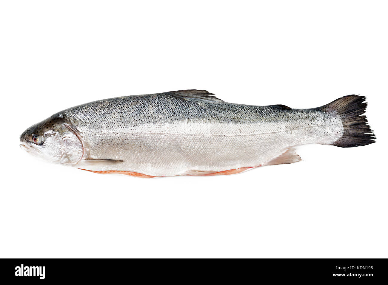 Saumon cru frais poisson rouge isolé sur fond blanc. Télévision. Vue de dessus Banque D'Images