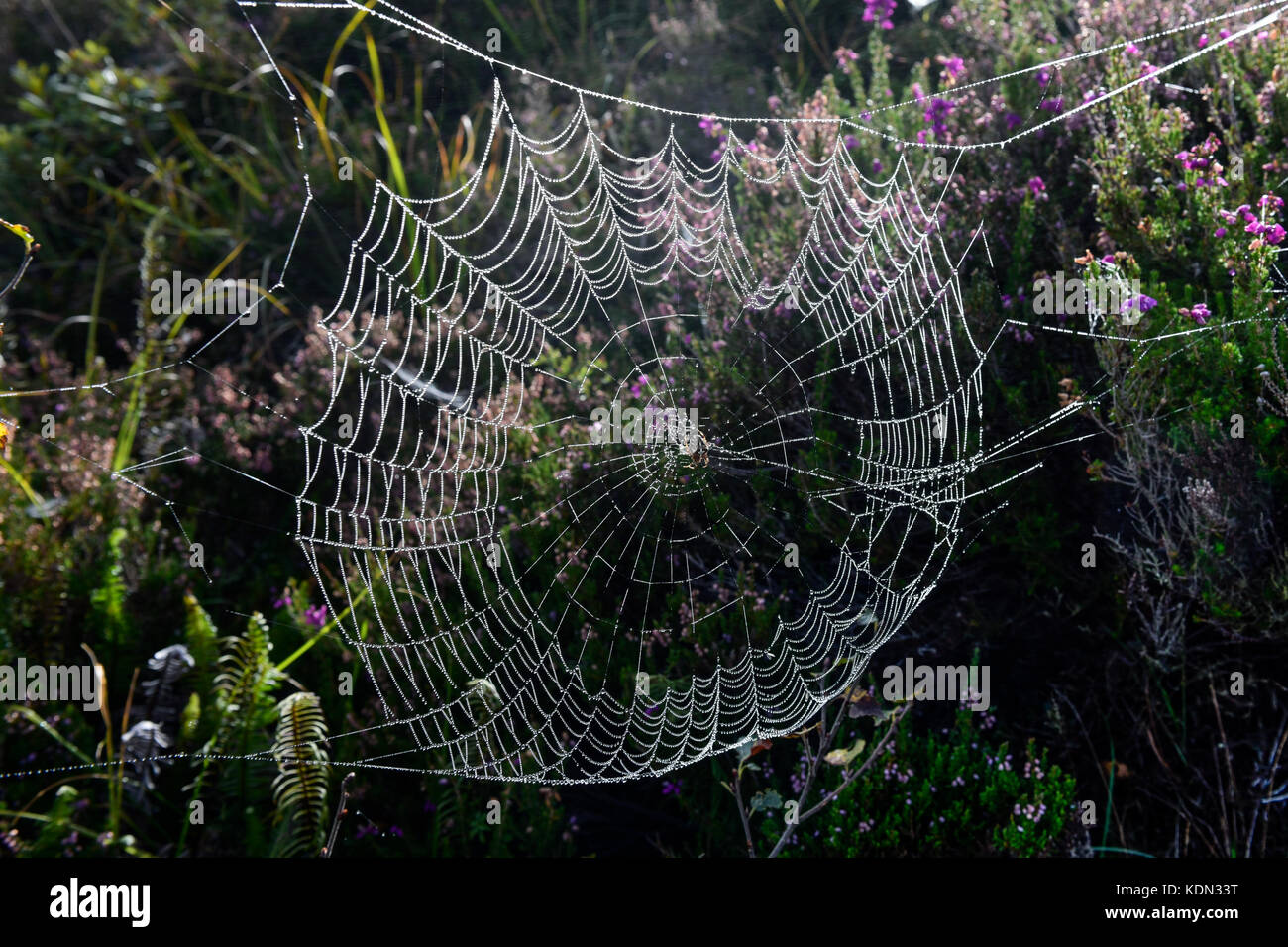 Web spiders couverts dans la rosée Banque D'Images