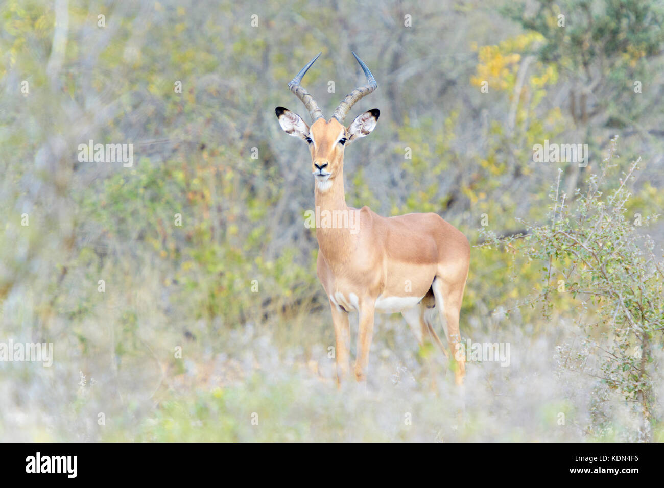 Impala (Aepyceros melampus) mâle debout dans bush, looking at camera, Kruger National Park, Afrique du Sud Banque D'Images