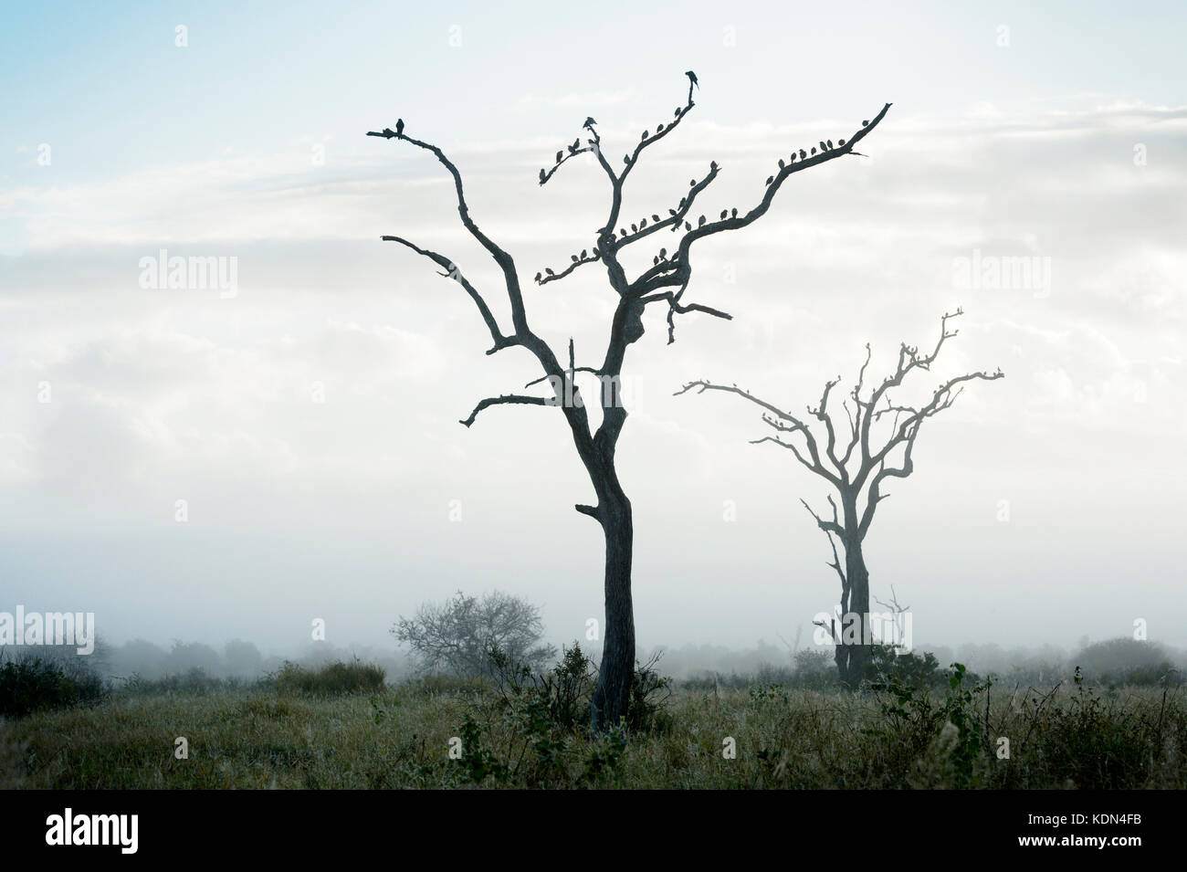 Réorganisation de Starling (creatophora cinerea) troupeau, perché dans les arbres au cours de brouillard matinal, Kruger National Park, Afrique du Sud Banque D'Images