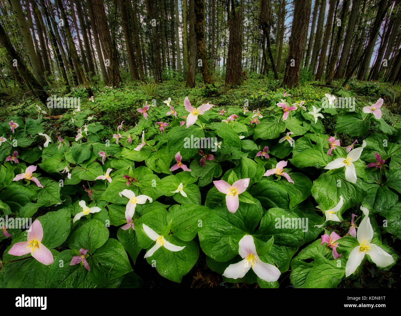 Parcelle de Trillium de l'Ouest (Trillium ovatum) ou Western Wake Robin. Oregon Banque D'Images