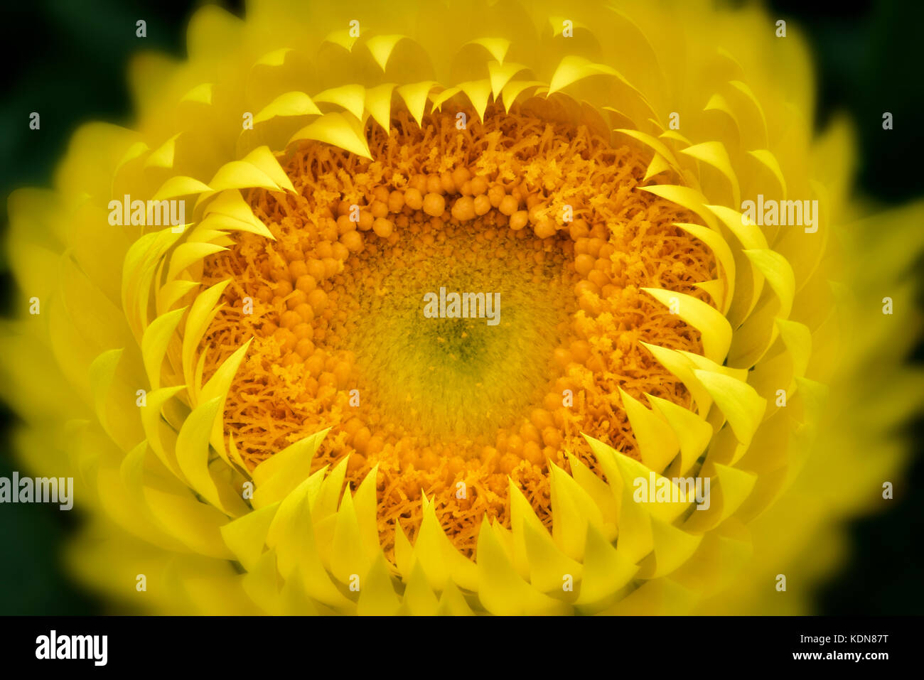 Close up of bracteantha fleur. Oregon Banque D'Images