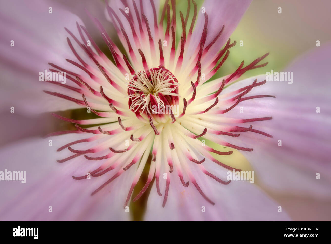 Gros plan de Pink Champagne Clematis. Oregon Banque D'Images