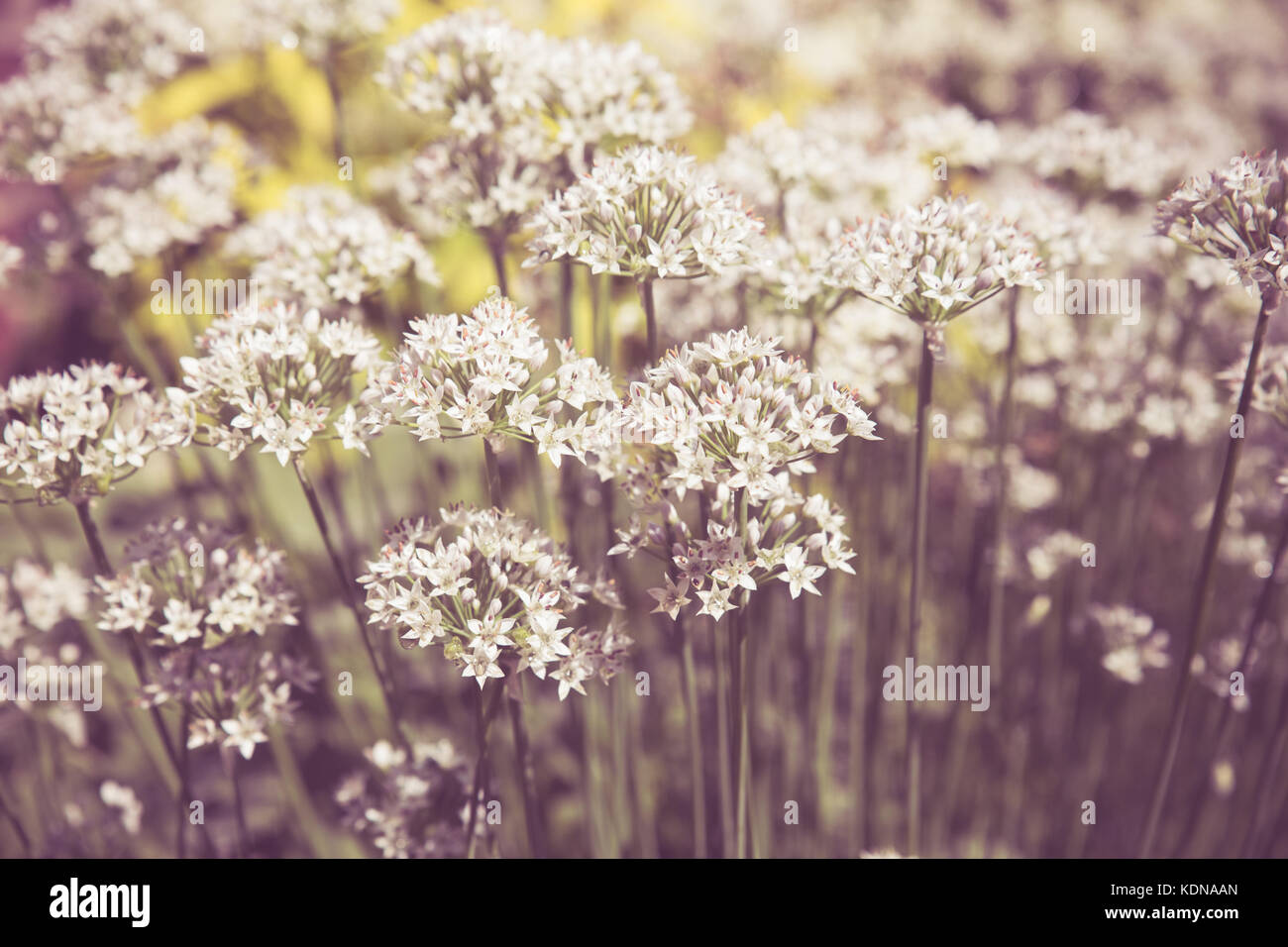 Tons vintage petites fleurs blanches poussant dans jardin Banque D'Images