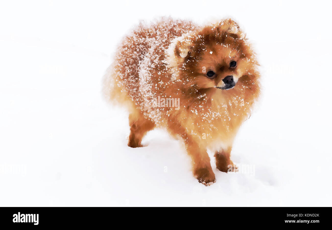 Mignon chien races spitz, lors d'une promenade en hiver dans la neige. Photo de référence. Banque D'Images