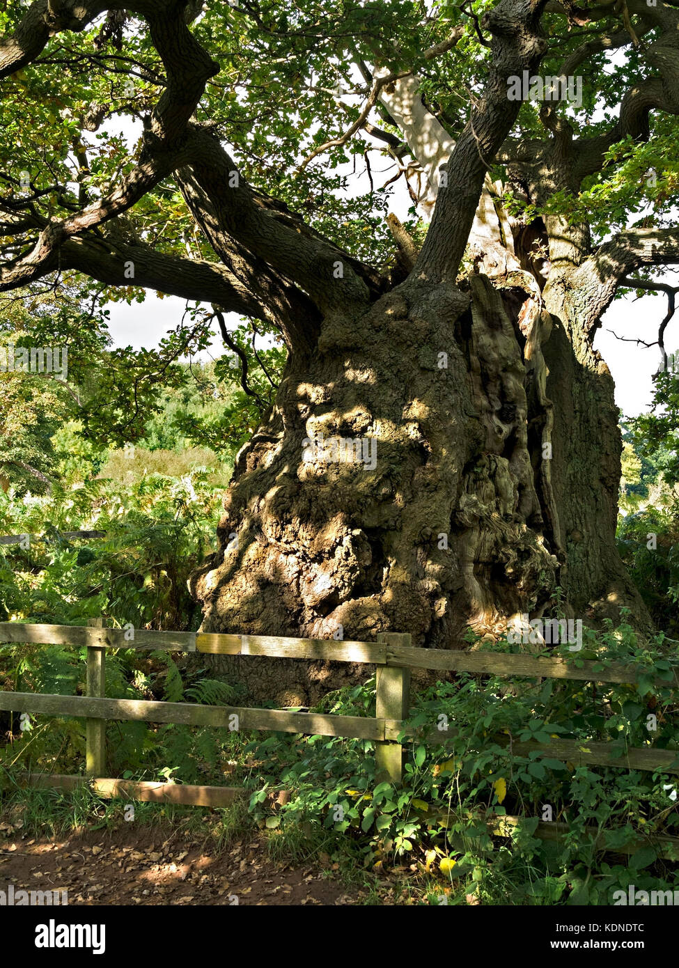 Arbre de chêne anglais ancien nommé "Vieil Homme de Calke' par Joy Thacker, la Forêt Nationale, Derbyshire, Angleterre, RU Banque D'Images
