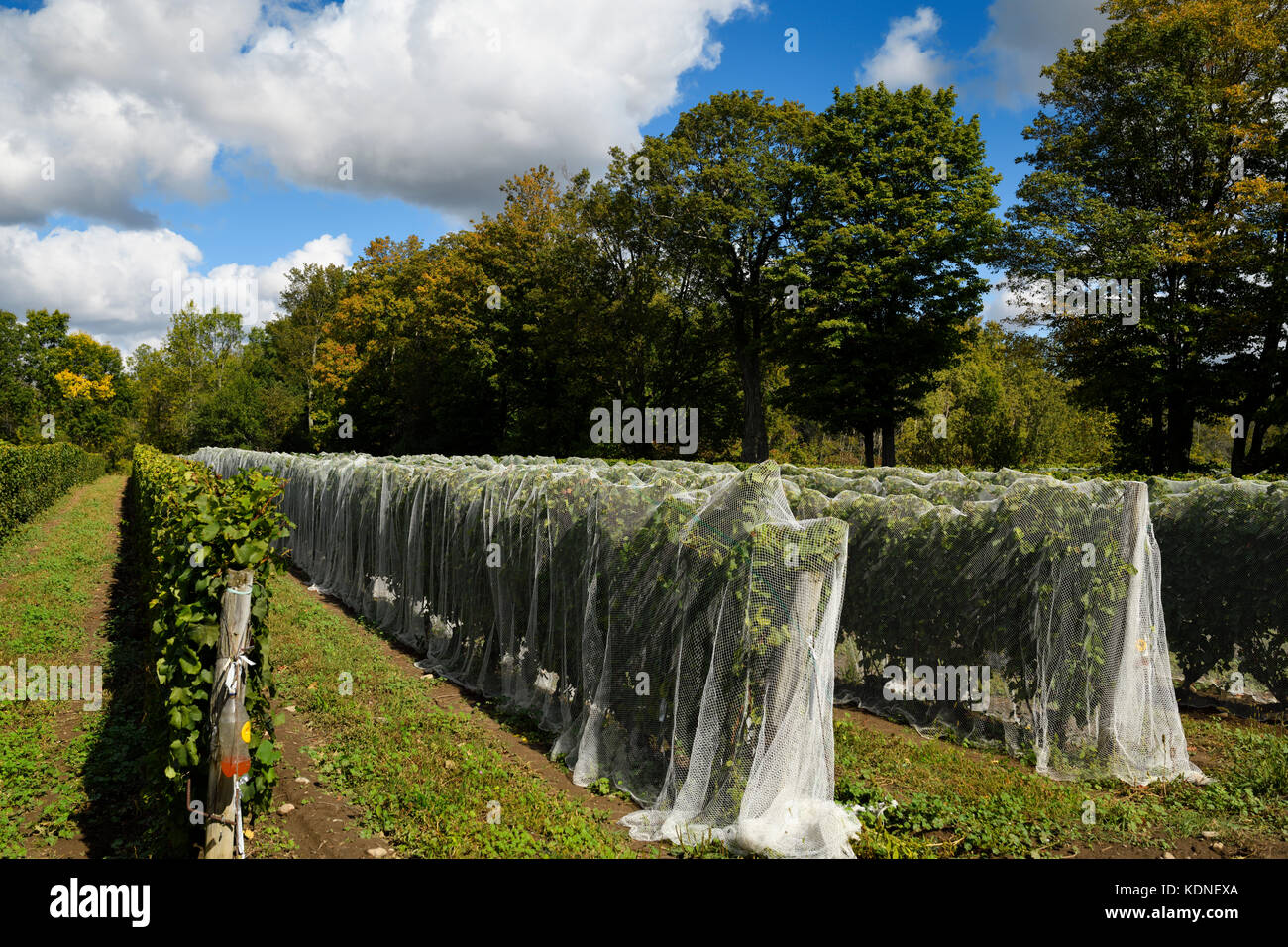 Apple House Vineyard de raisins mûrs Gewürztraminer couverts en maille par le domaine de Chadsey Cairn dans le comté de Prince Edward Ontario Canada Banque D'Images