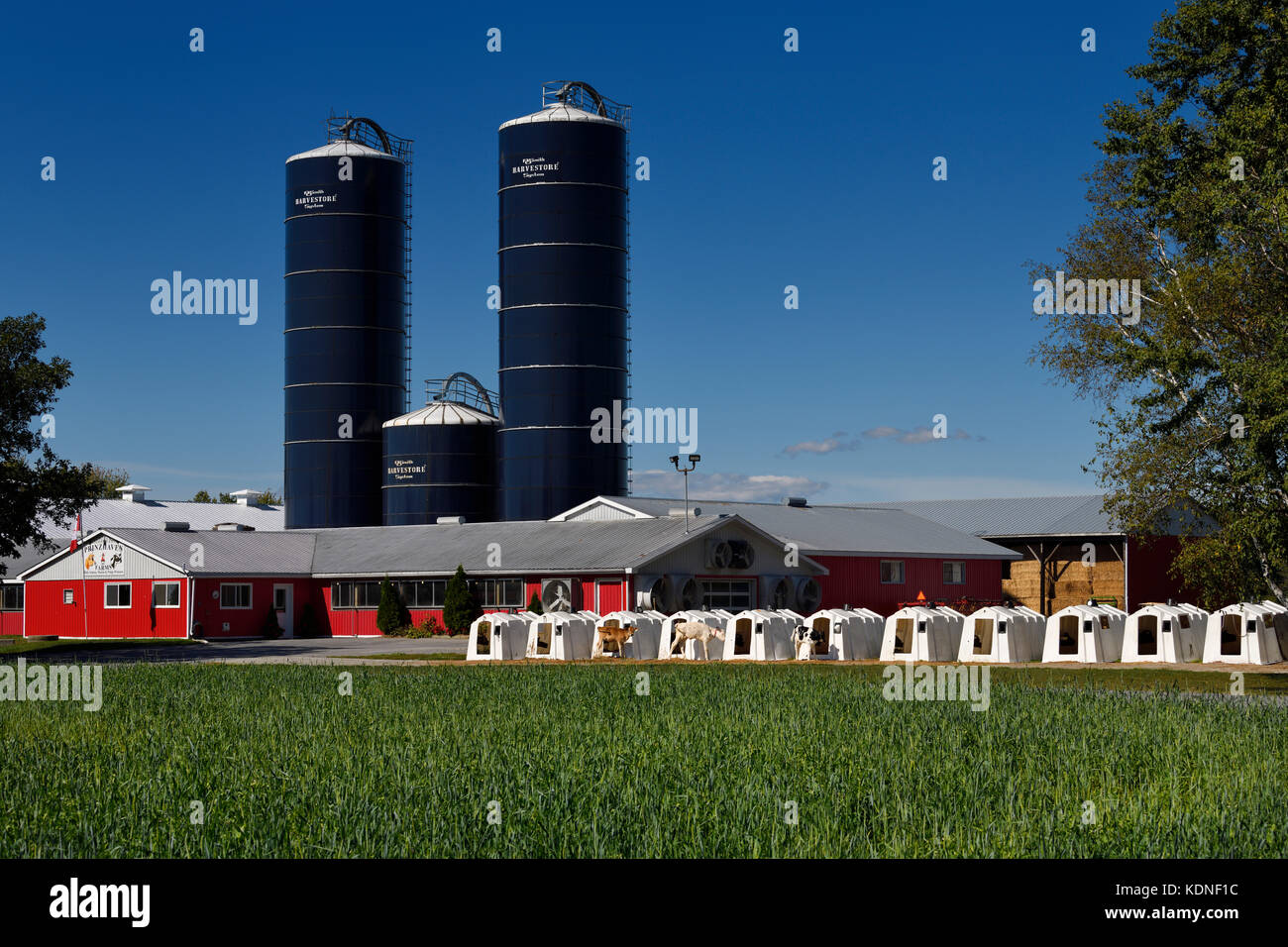 Veaux attachés à des huches en plastique blanc dans une ferme laitière avec des silos bleus de grain et des étables de bétail rouges dans le comté de Prince Edward Ontario Canada Banque D'Images