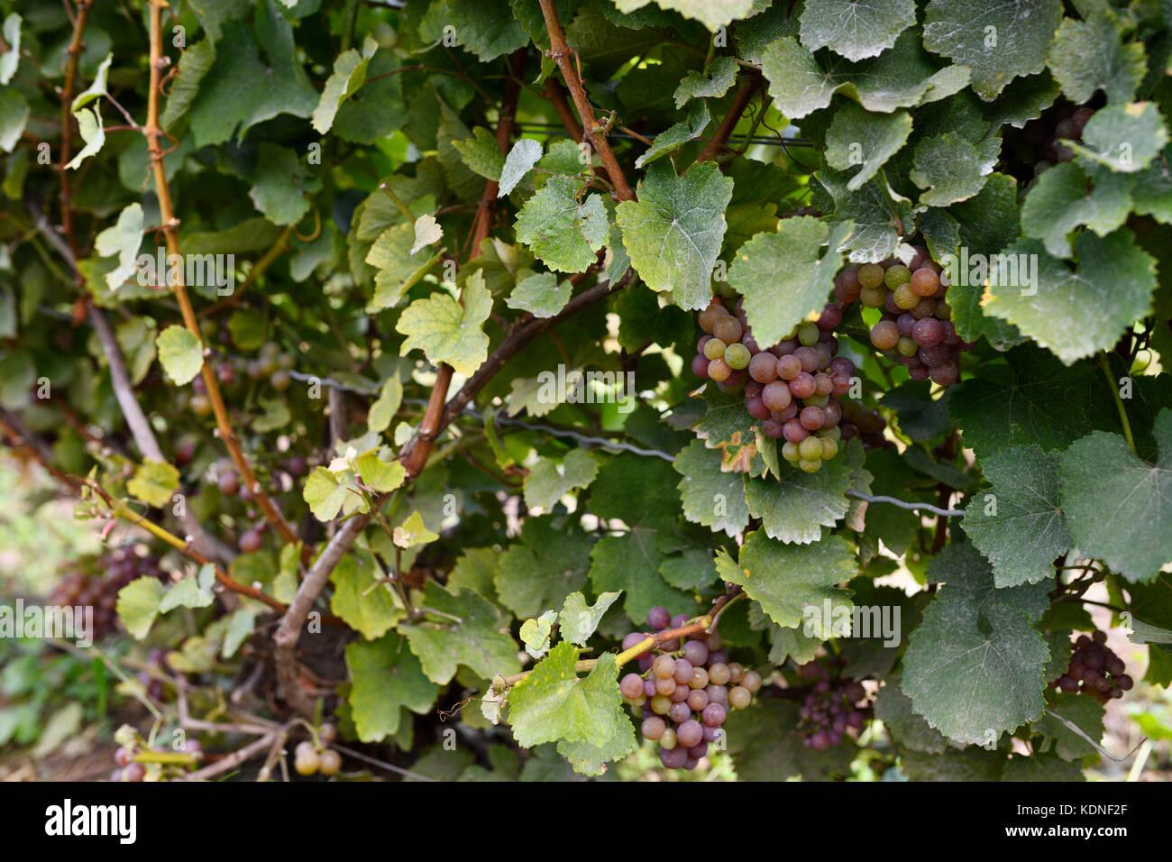 Raisin mûr Gewürztraminer au fond des vignes de l'établissement Chadsey's Cairn, comté de Prince Edward Ontario Canada Banque D'Images