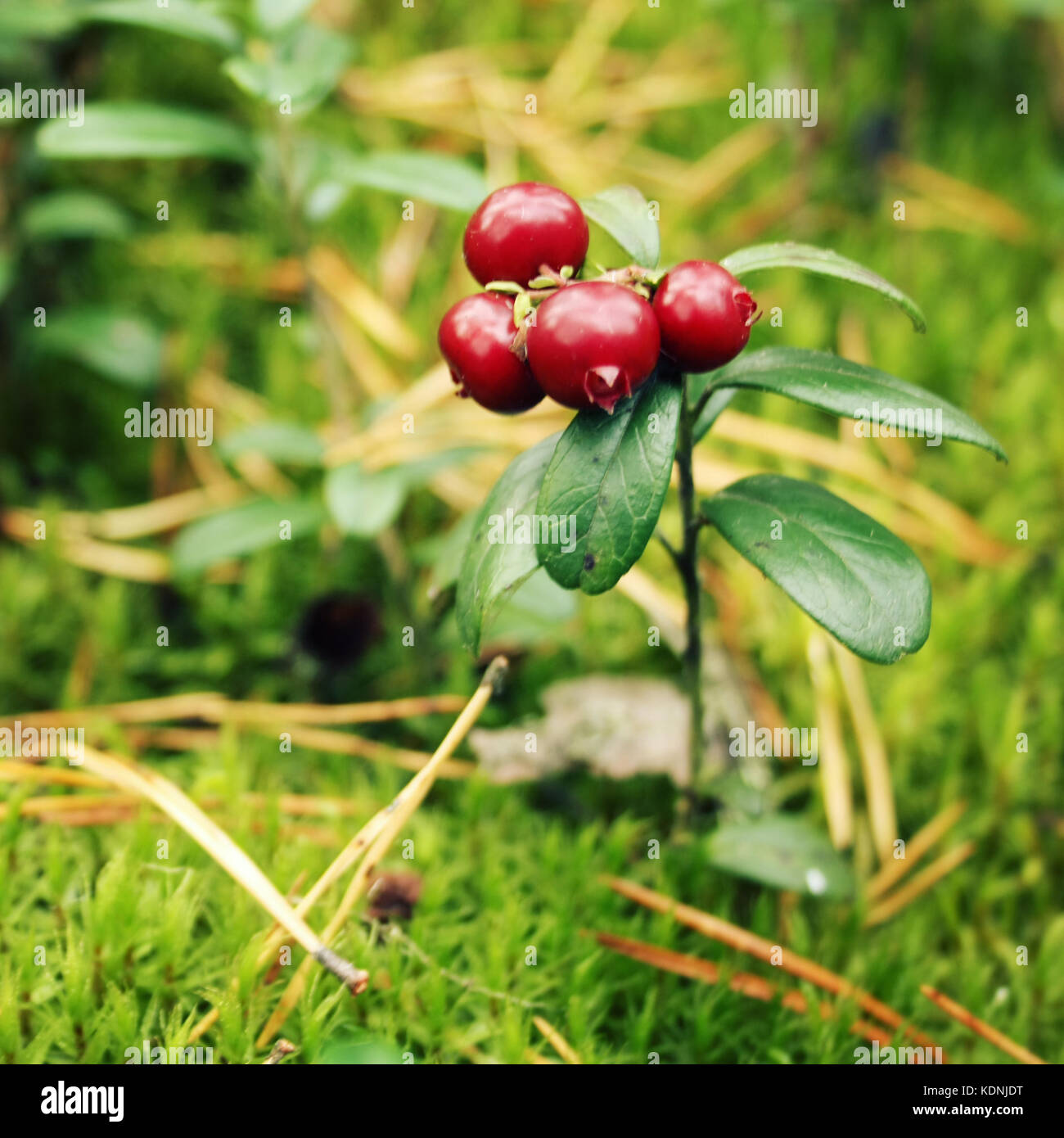 La nature sauvage. Airelle rouge dans la forêt. Macro. Airelle rouge profond à l'état sauvage. L'alimentation biologique. L'automne photo. Effet tonique. L'île de Valaam, Karelya, Russie Banque D'Images