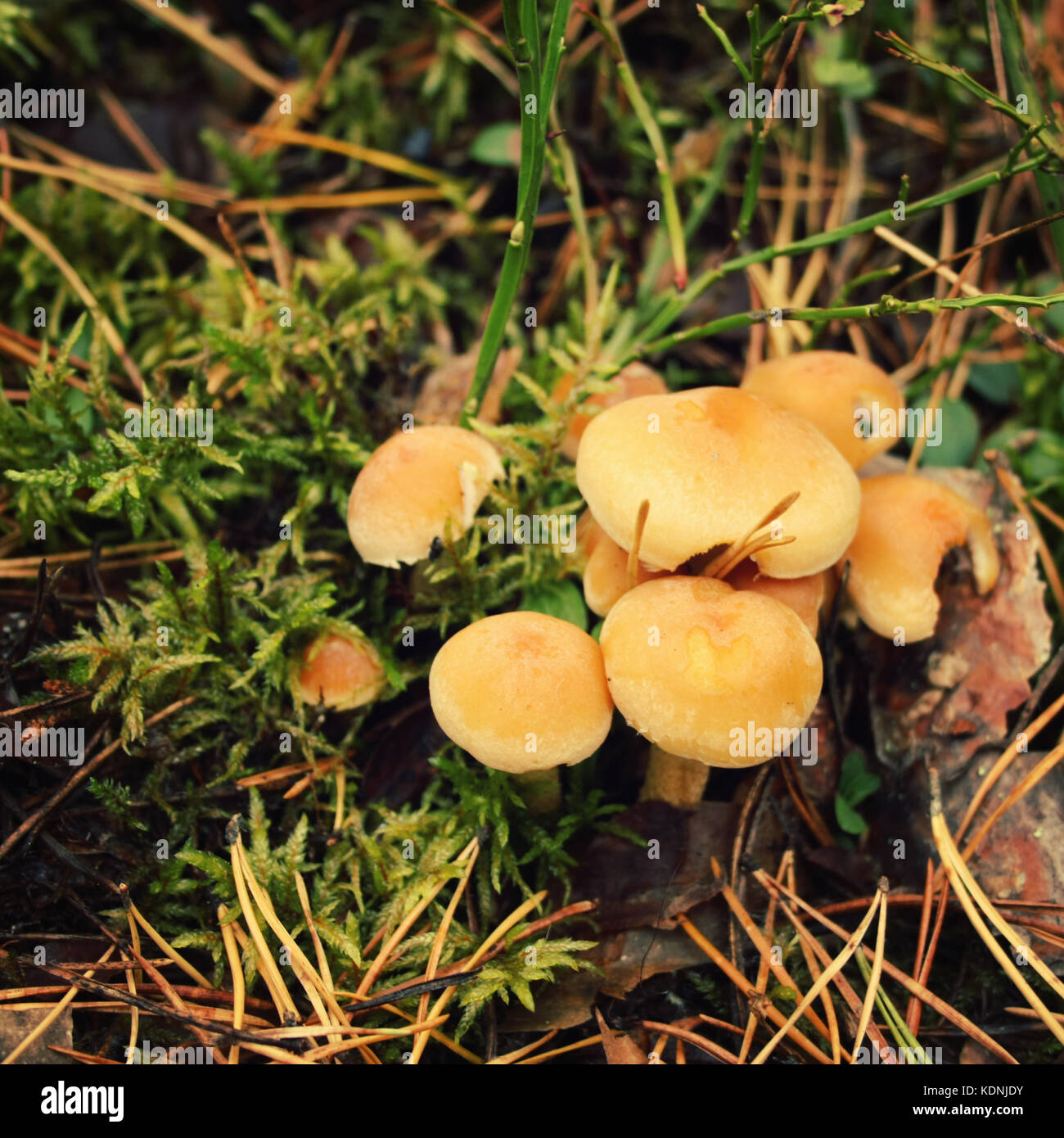 Bande d'agaric miel champignons dans la mousse. La photo en gros plan. Journée d'automne. Le nord de la nature. L'île de Valaam, Carélie, Russie. Banque D'Images