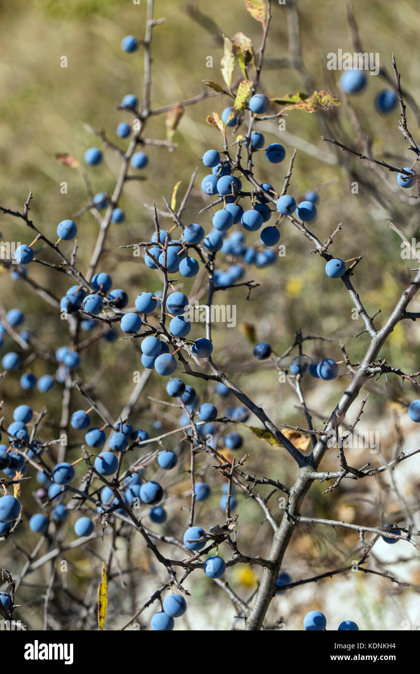 Prunellier bleu vif à l'automne ensoleillé jour Banque D'Images