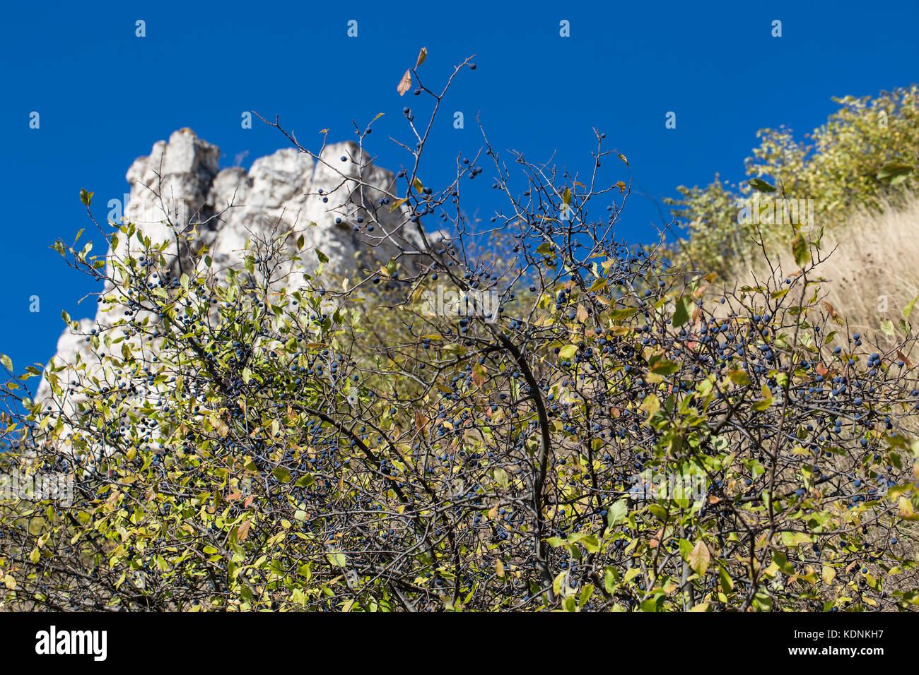 Prunellier bleu vif à l'automne ensoleillé jour Banque D'Images