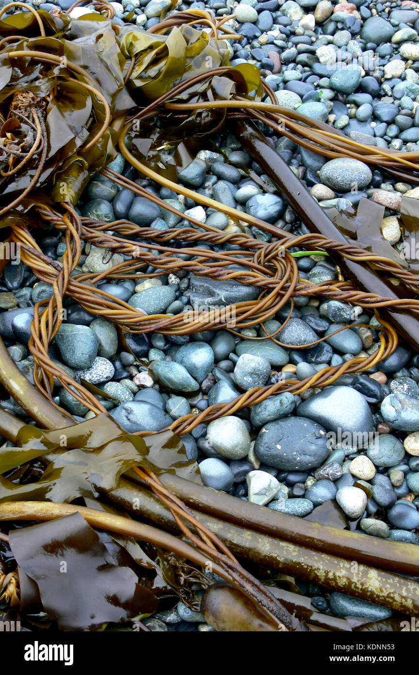 Des pierres et des algues dans les Sooke, bc sur côte sud-ouest de l'île de Vancouver Banque D'Images