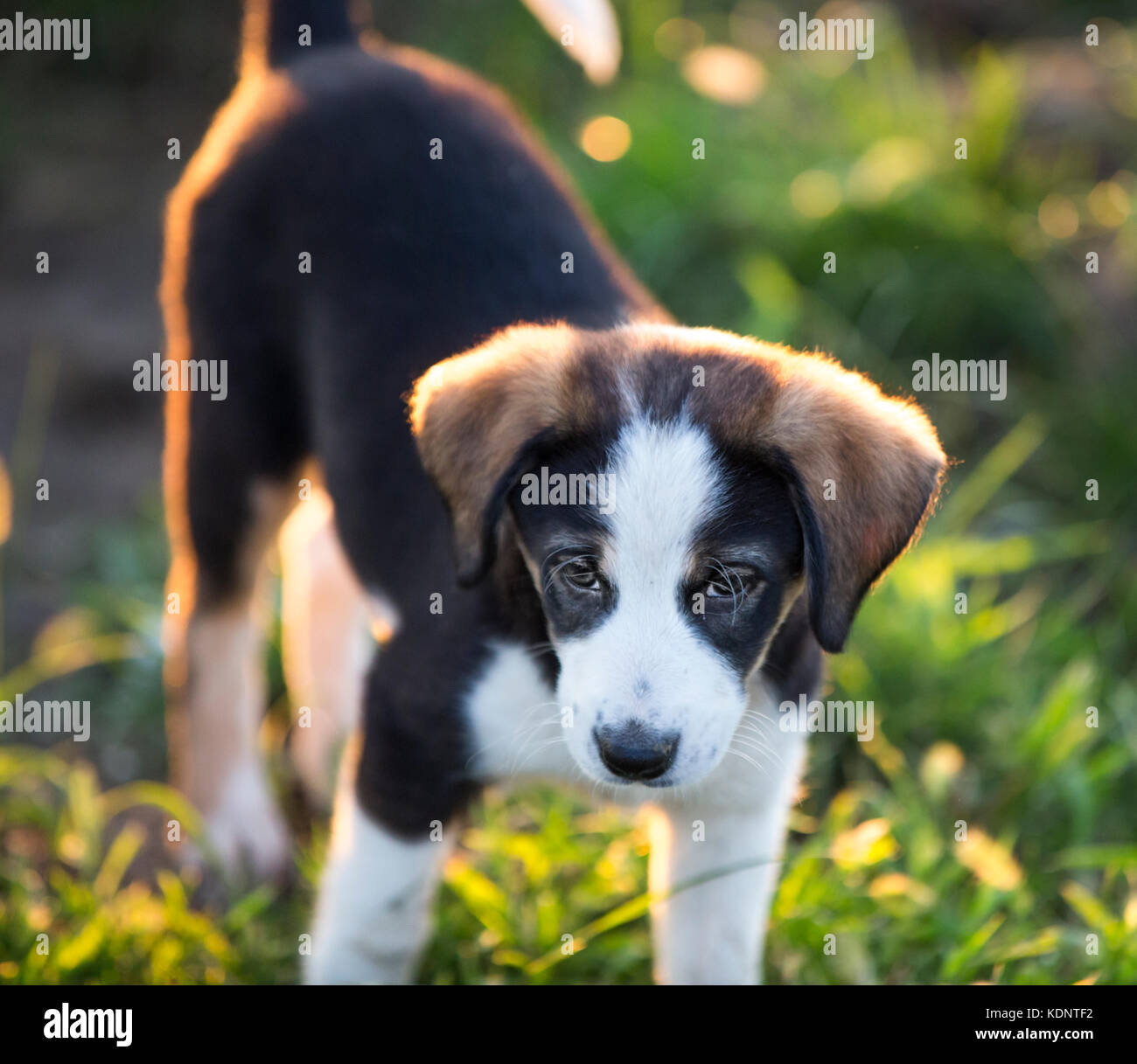 Cute pets dog petit chiot Banque D'Images