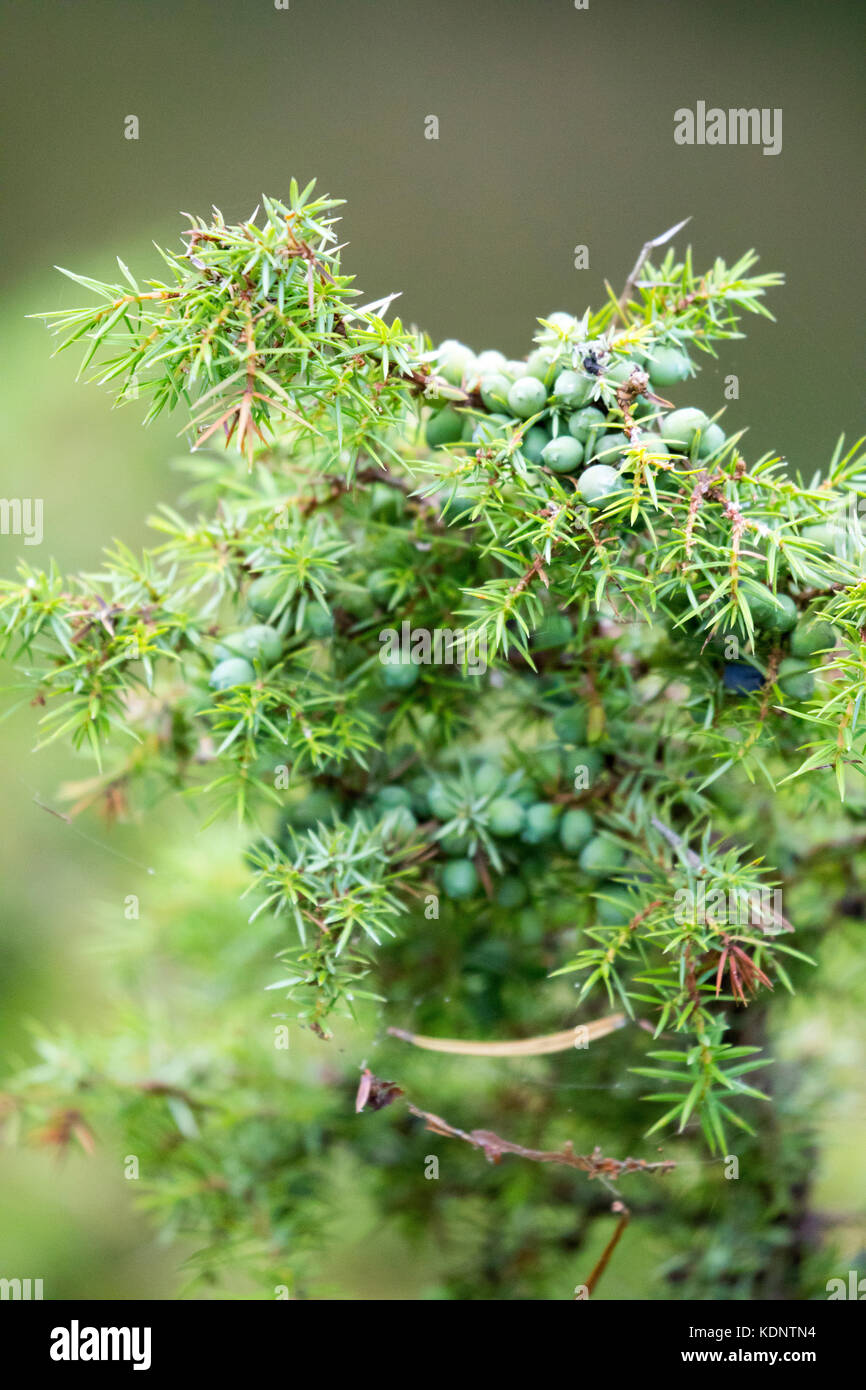 Les jeunes baies de genièvre sauvage et bush (Juniperus communis) poussent à l'état sauvage dans la forêt sur le rothiemurchus rothiemurchus, Aviemore, Scotland Banque D'Images
