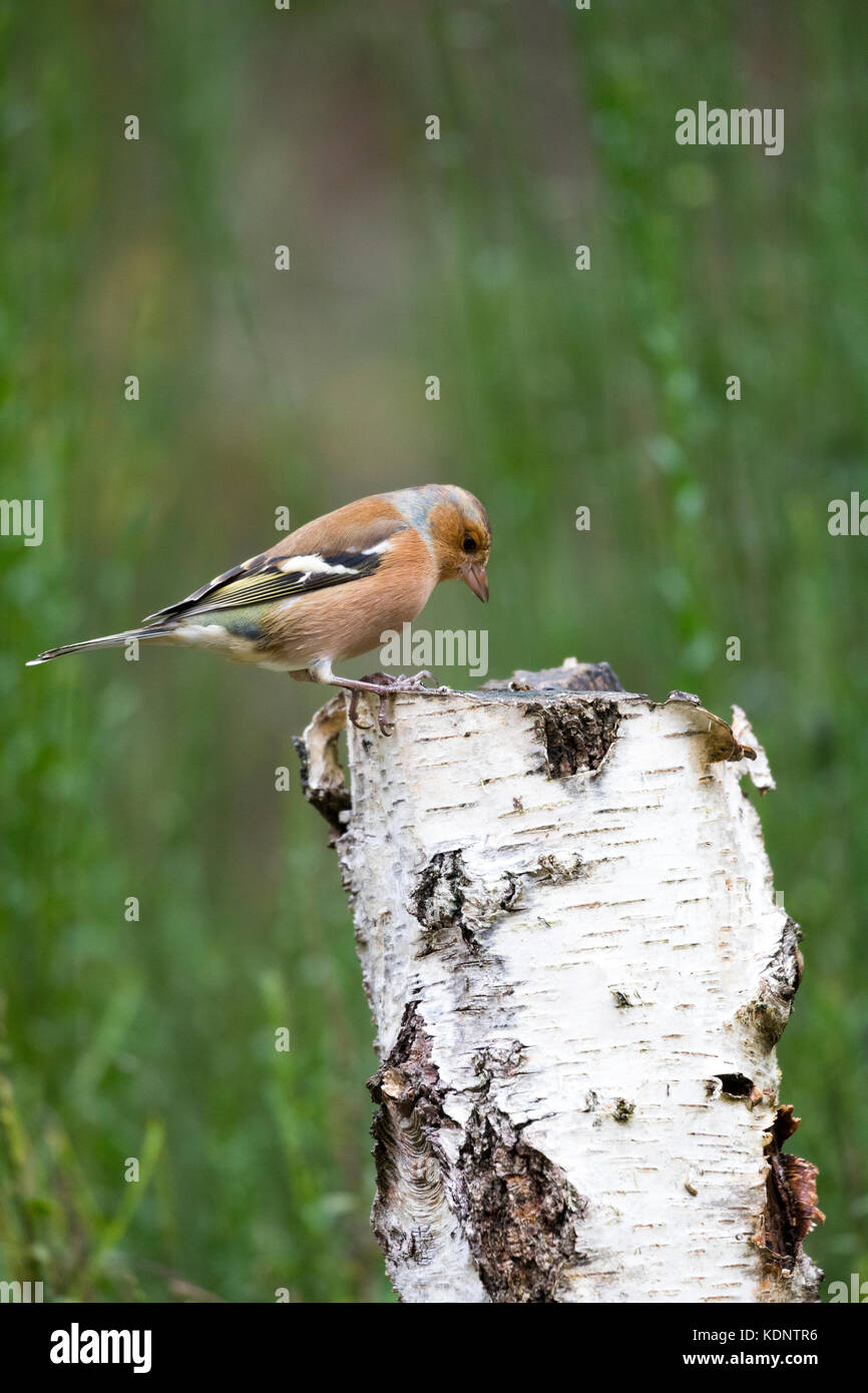 Chaffinch mâle perché sur une souche d'arbre bouleau d'argent dans la forêt d'Abernethy près de Grantown on Spey, Scotland, UK Banque D'Images