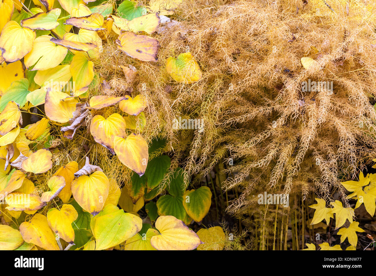 Dioscorea caucasica Yam, Asparagus officinalis jaune couleurs d'automne Dioscorea automne Banque D'Images