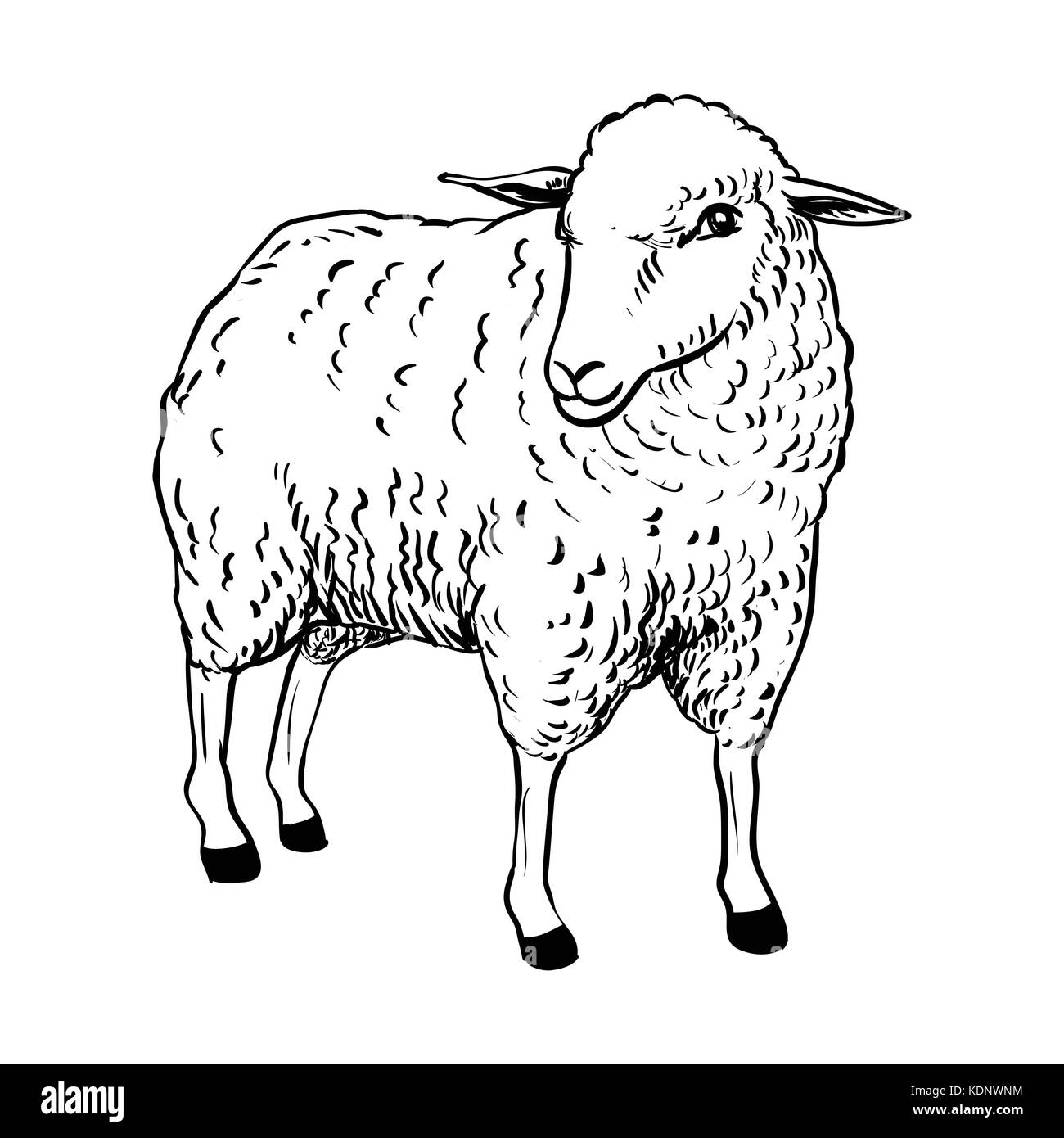 Dessin à la main de cartoon mouton, croquis design for coloring book.vector illustration. - Vector illustration Illustration de Vecteur