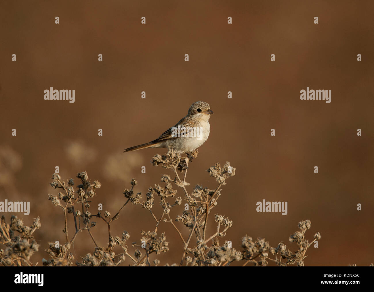 Woodchat shrike lanius sénateur juvénile Banque D'Images