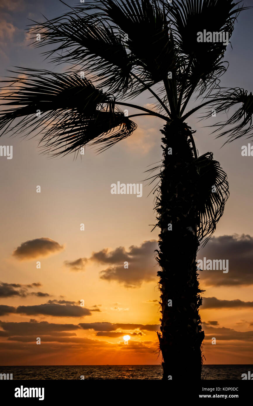 De soleil colorés sur la Méditerranée avec palmier Banque D'Images