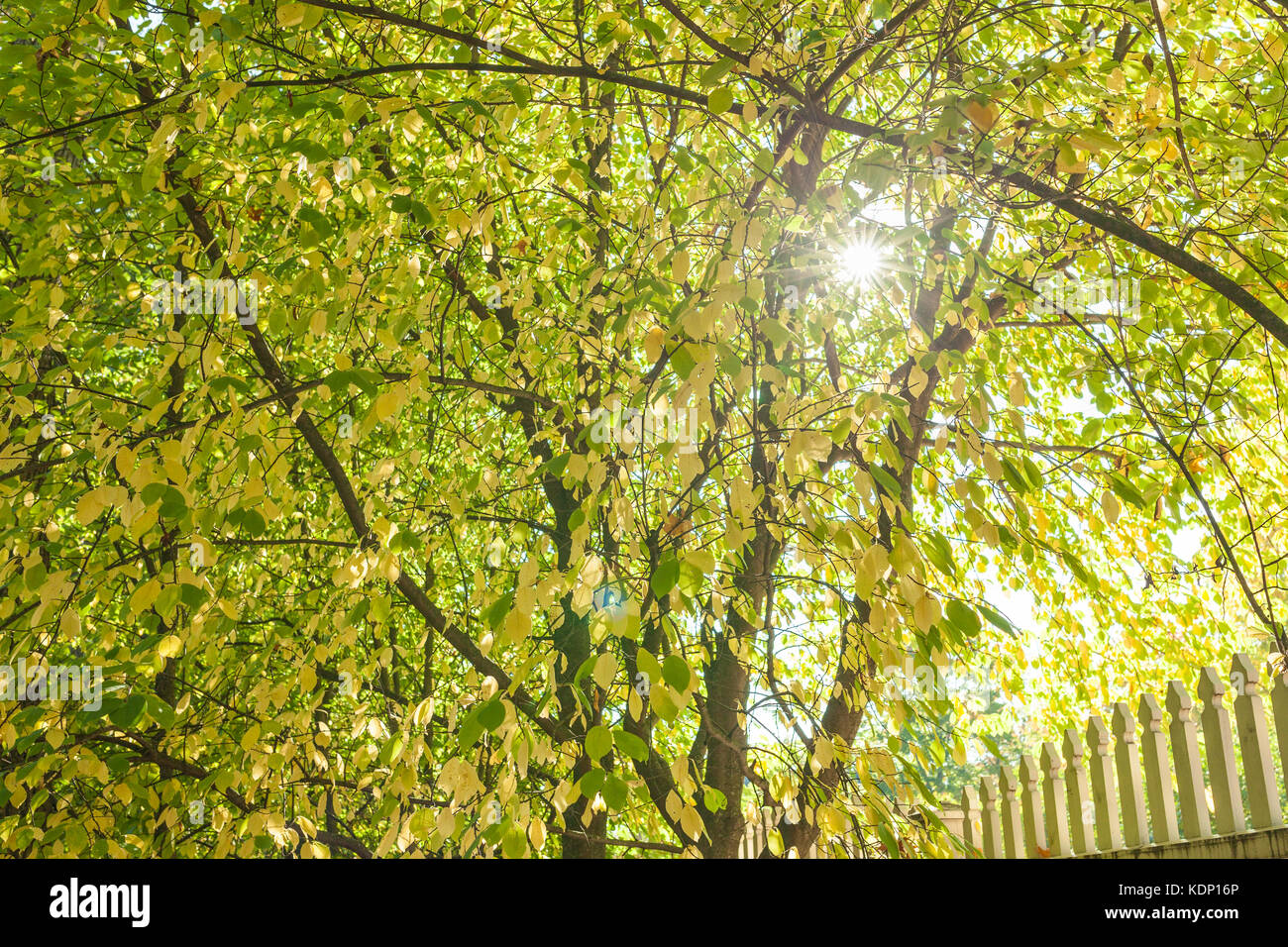 Soleil à travers le feuillage d'automne Banque D'Images