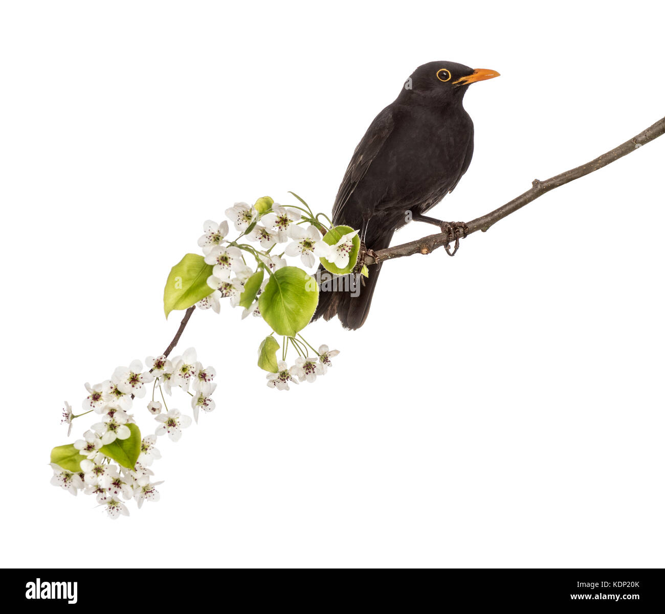 Merle noir perché sur un rameau en fleurs, isolated on white Banque D'Images