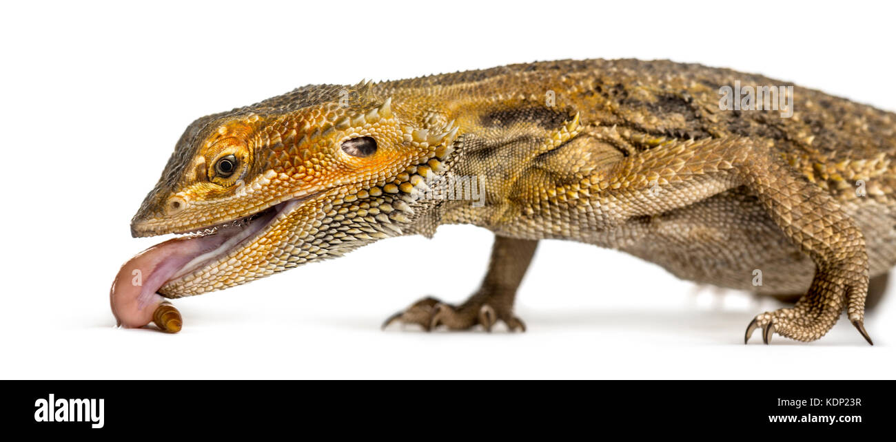 Close-up of dragon barbu manger larve, isolated on white Banque D'Images