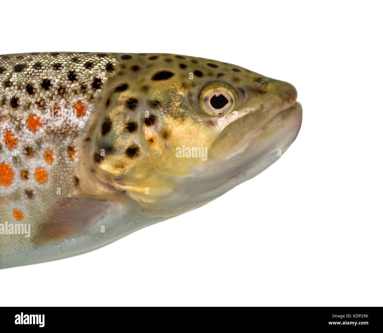 Close-up de tête de truite brune, isolated on white Banque D'Images