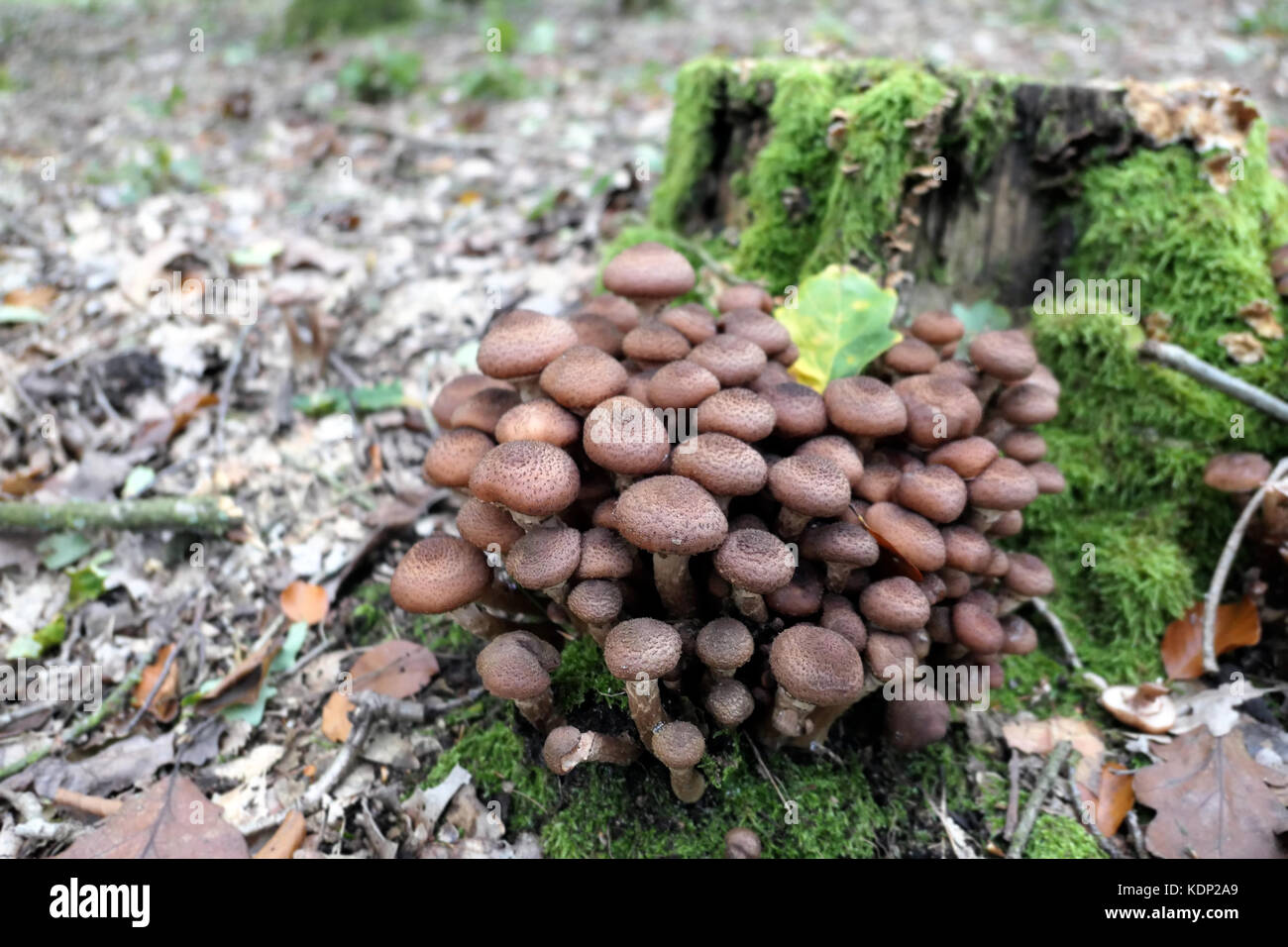 Champignon comestible (Armillaria ostoyae) champignon. Banque D'Images