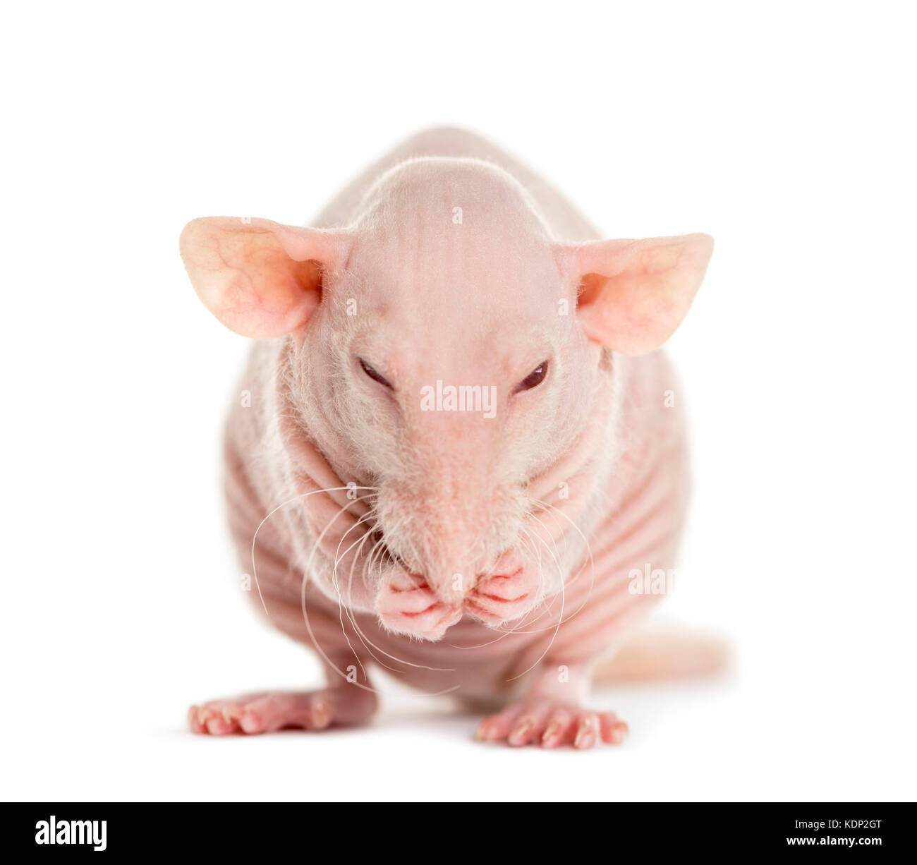 Rat Sans Poil Banque D Image Et Photos Alamy Rat Sans Poil Banque D Image Et Photos Alamy