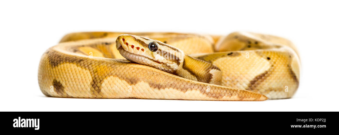 Firefly python, isolated on white Banque D'Images