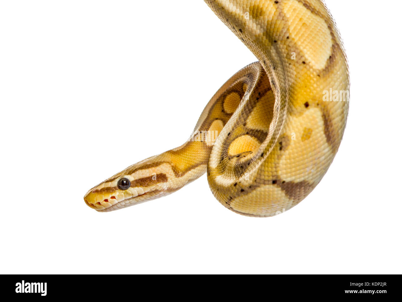 Close-up d'un Firefly python, isolated on white Banque D'Images