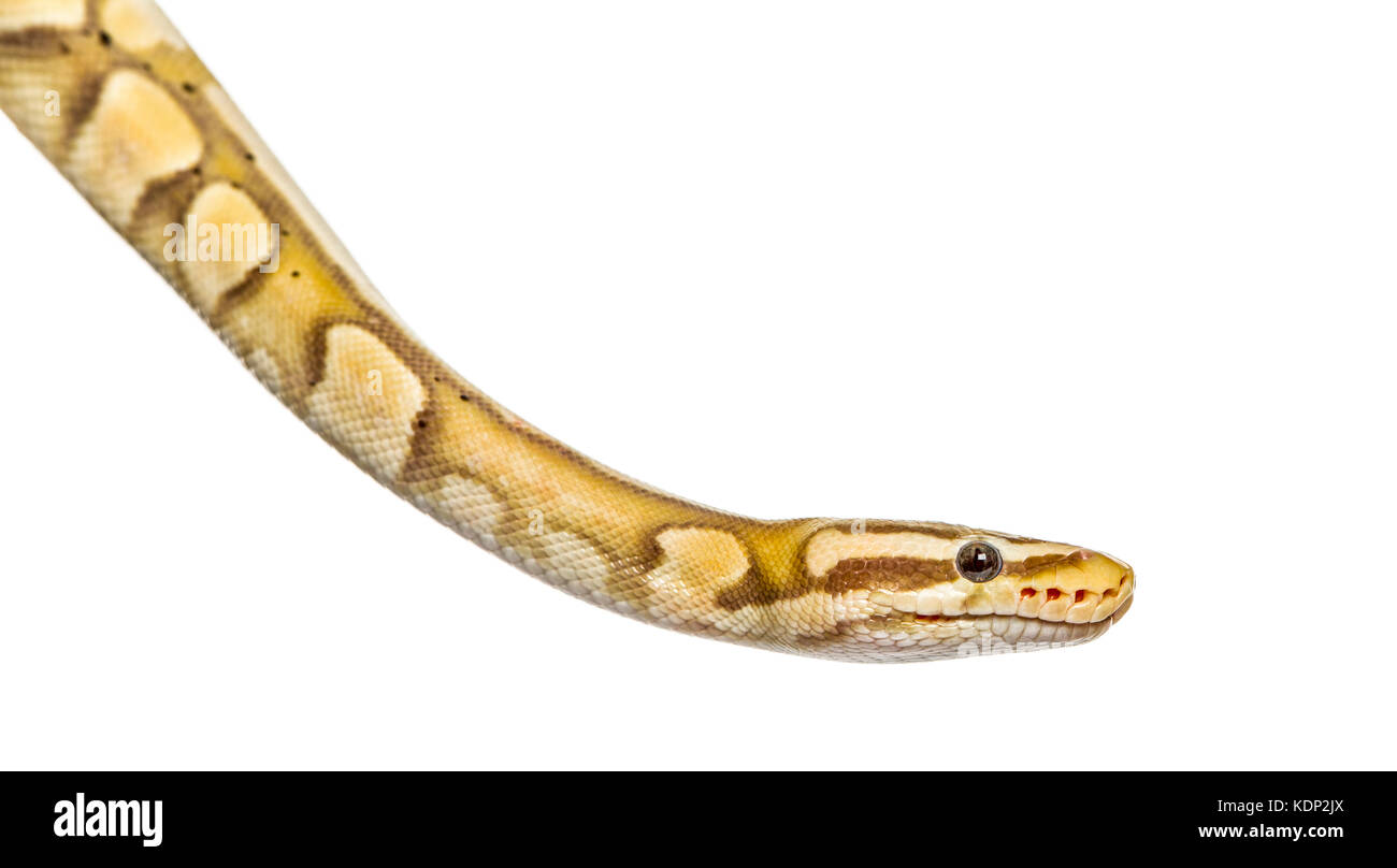 Close-up d'un Firefly python, isolated on white Banque D'Images