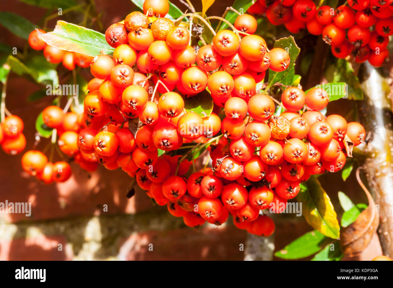 Baies de Pyracantha 'Fiery Cascade' Banque D'Images