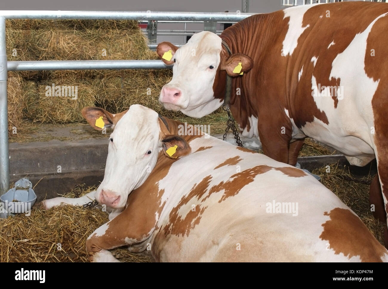 Les animaux domestiqués les vaches sur plancher de grange avec hay portant autour Banque D'Images