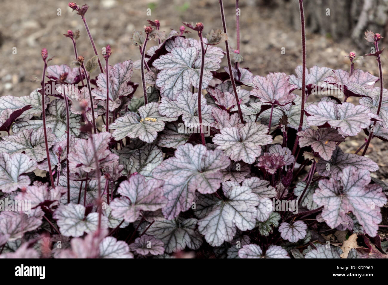 Corail Bells Heuchera 'Silver Scrolls' Heuchera quitte le jardin Banque D'Images