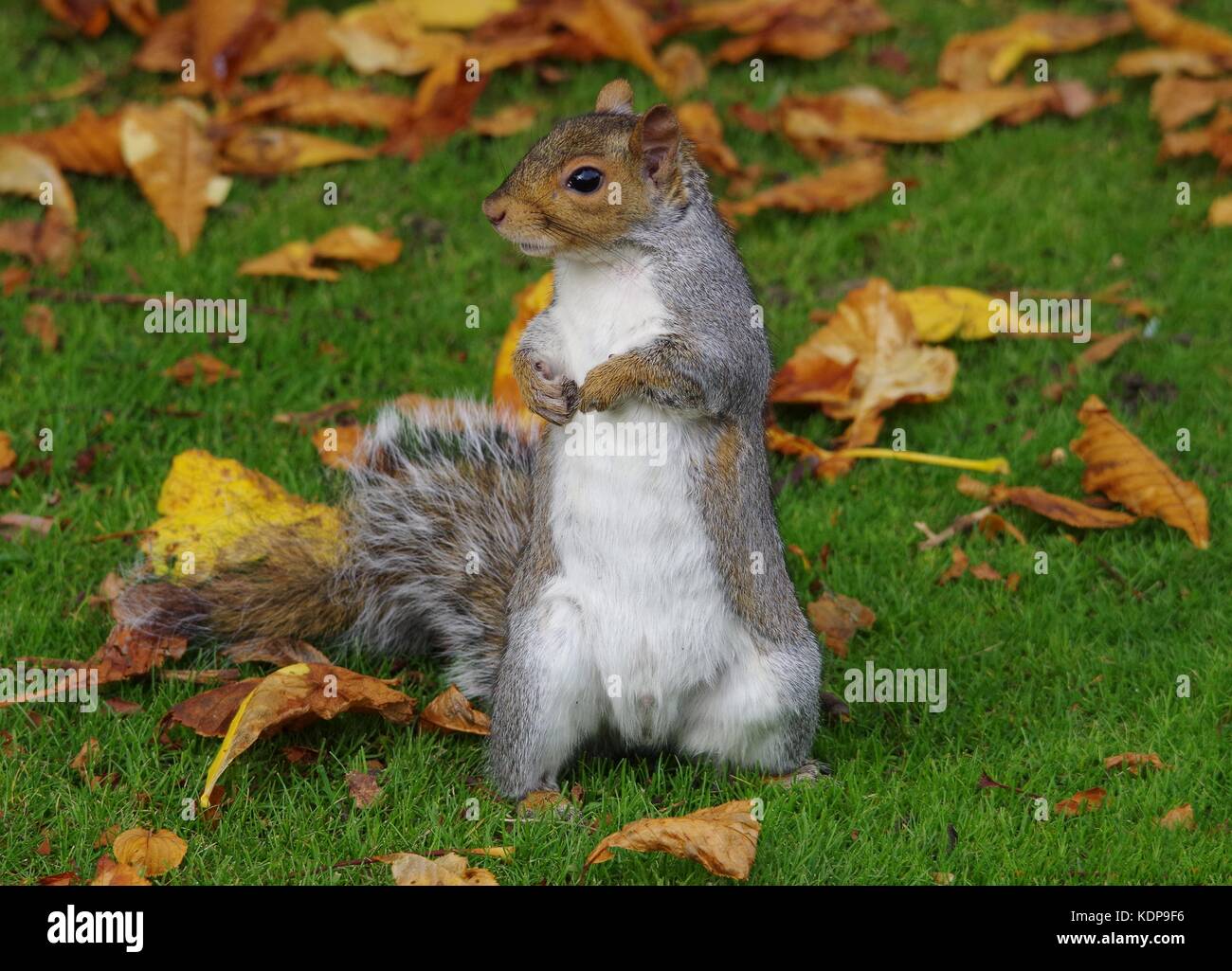 Écureuil gris debout sur l'herbe Feuilles d'automne sur le sol Banque D'Images