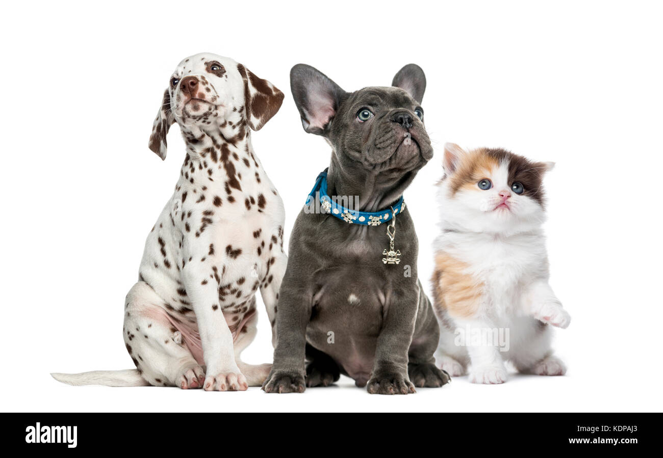 Groupe des chiots et chatons assis, isolated on white Banque D'Images