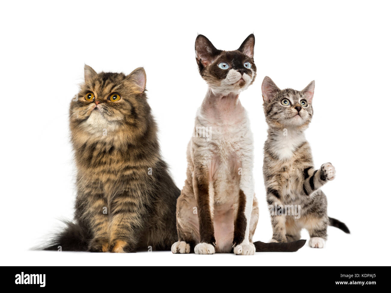 Groupe de chats assis, isolated on white Banque D'Images