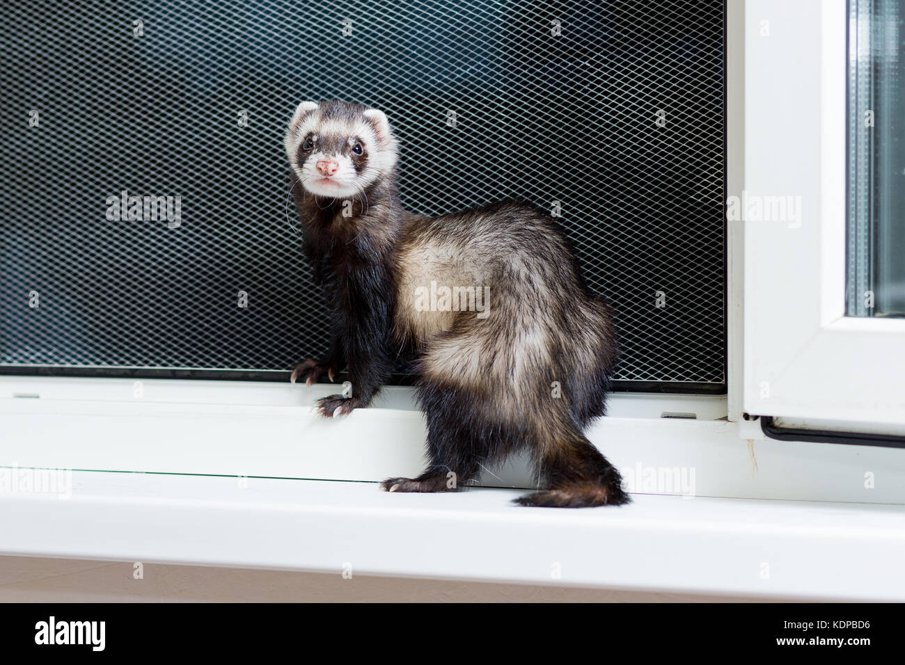 Curieux furet noir et blanc assis sur le rebord de Photo Stock Alamy