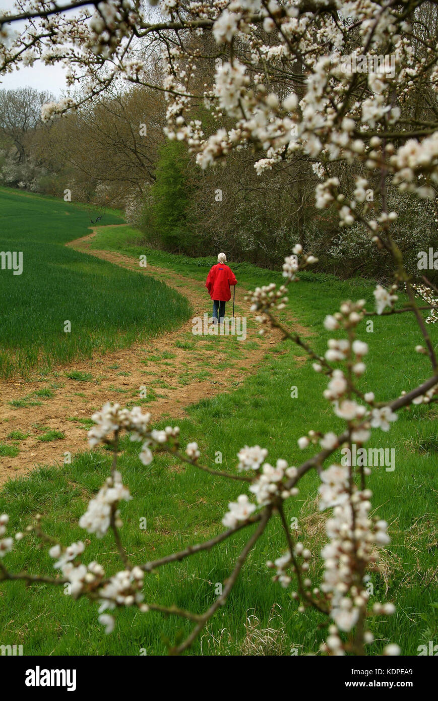 Sentier de pays dans la Loire avec les bourgeons du printemps. Banque D'Images