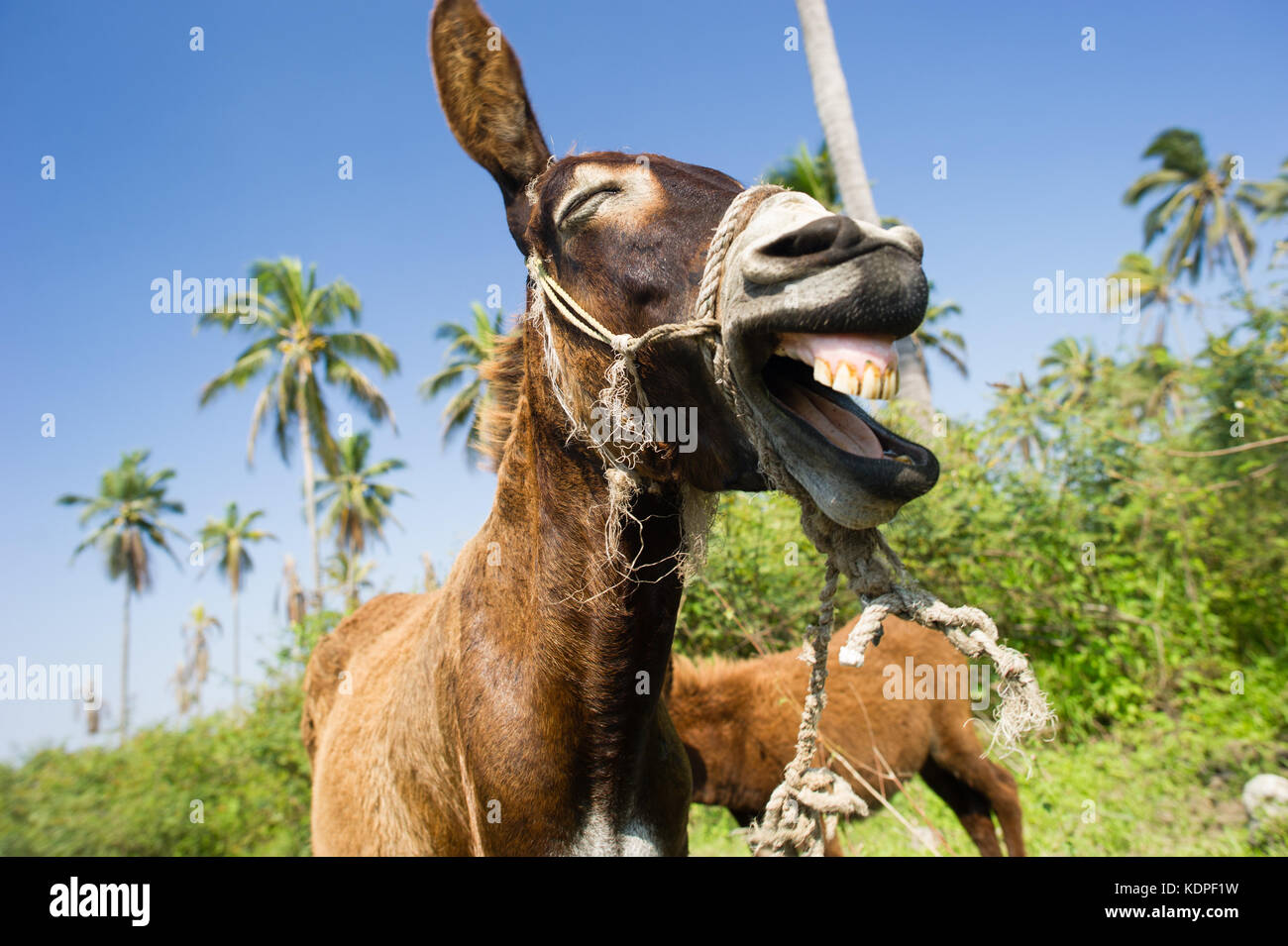 Donkey funny animals est un heureux âne humoristique de rire de quelque chose de très très drôle. Banque D'Images