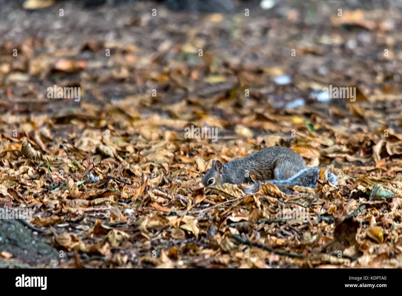 Melton Mowbray, UK. 15 oct, 2017. golden couleurs de l'automne dans le parc local, les écureuils commencer hideing écrous comme préparation pour temps froid lorsque la nourriture est rare, les écureuils récupérer jusqu'à 30  % des noix qu'ils enterrent. l'égarer de tant de glands les graines de la prochaine génération de chênes. photo : clifford norton/Alamy live news crédit : clifford norton/Alamy live news Banque D'Images