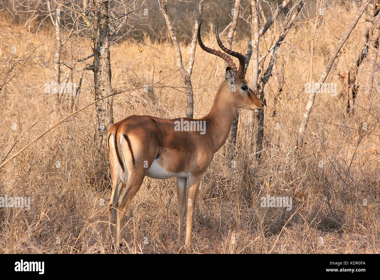 Impala mâle dans le Parc National Kruger, Afrique du Sud Banque D'Images