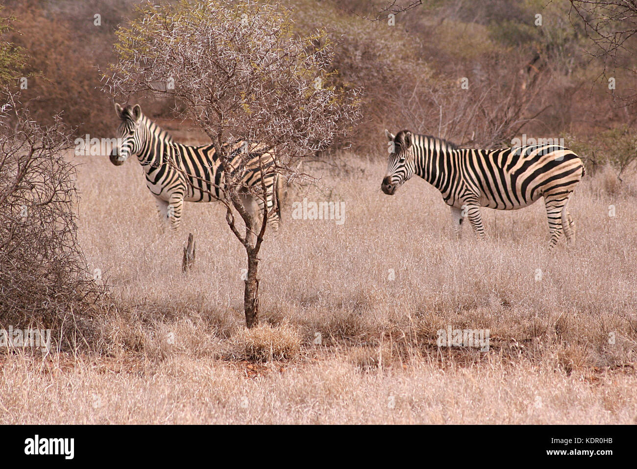 Une paire de zèbres de Burchell dans le Parc National Kruger, Afrique du Sud Banque D'Images