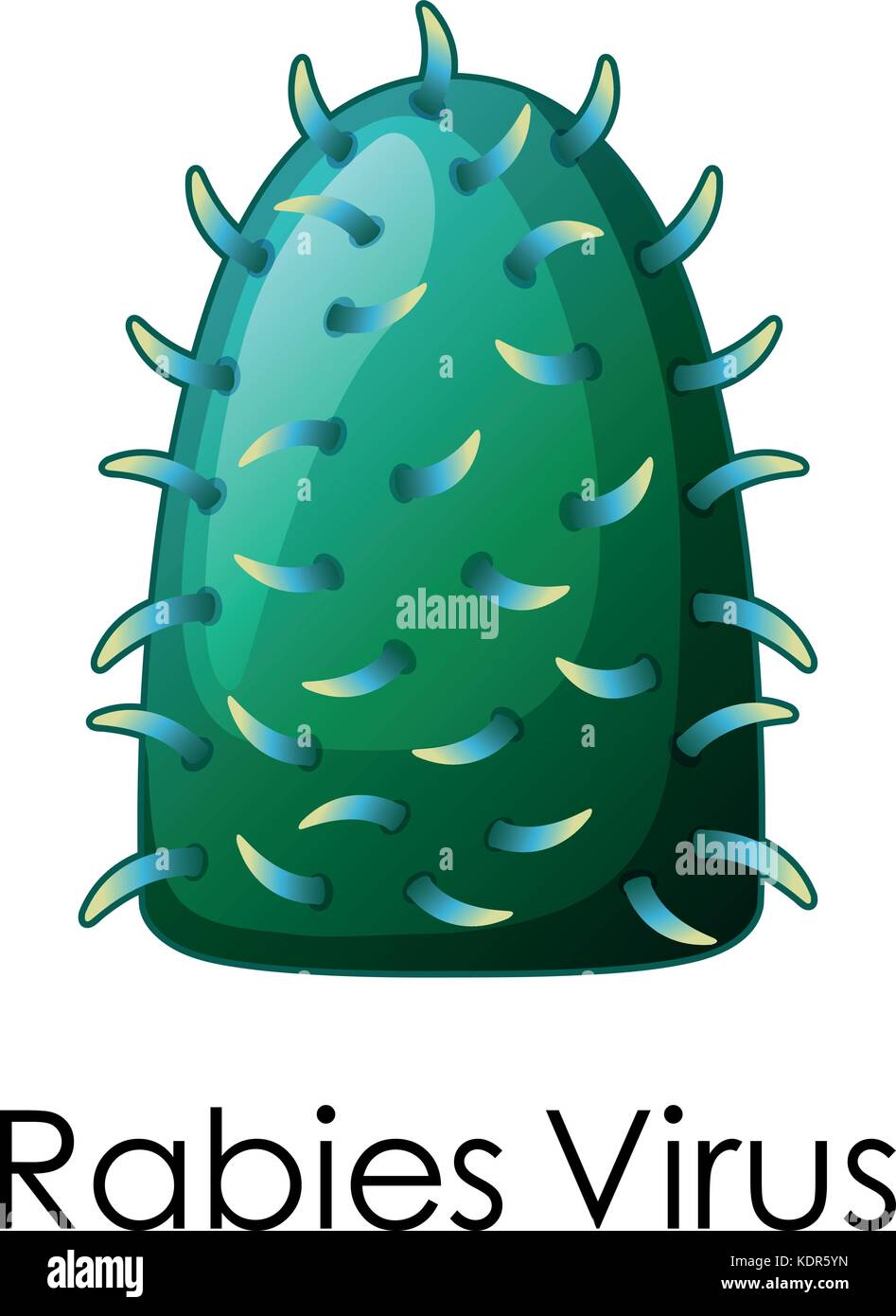 Animal cell structure Banque d'images vectorielles - Alamy