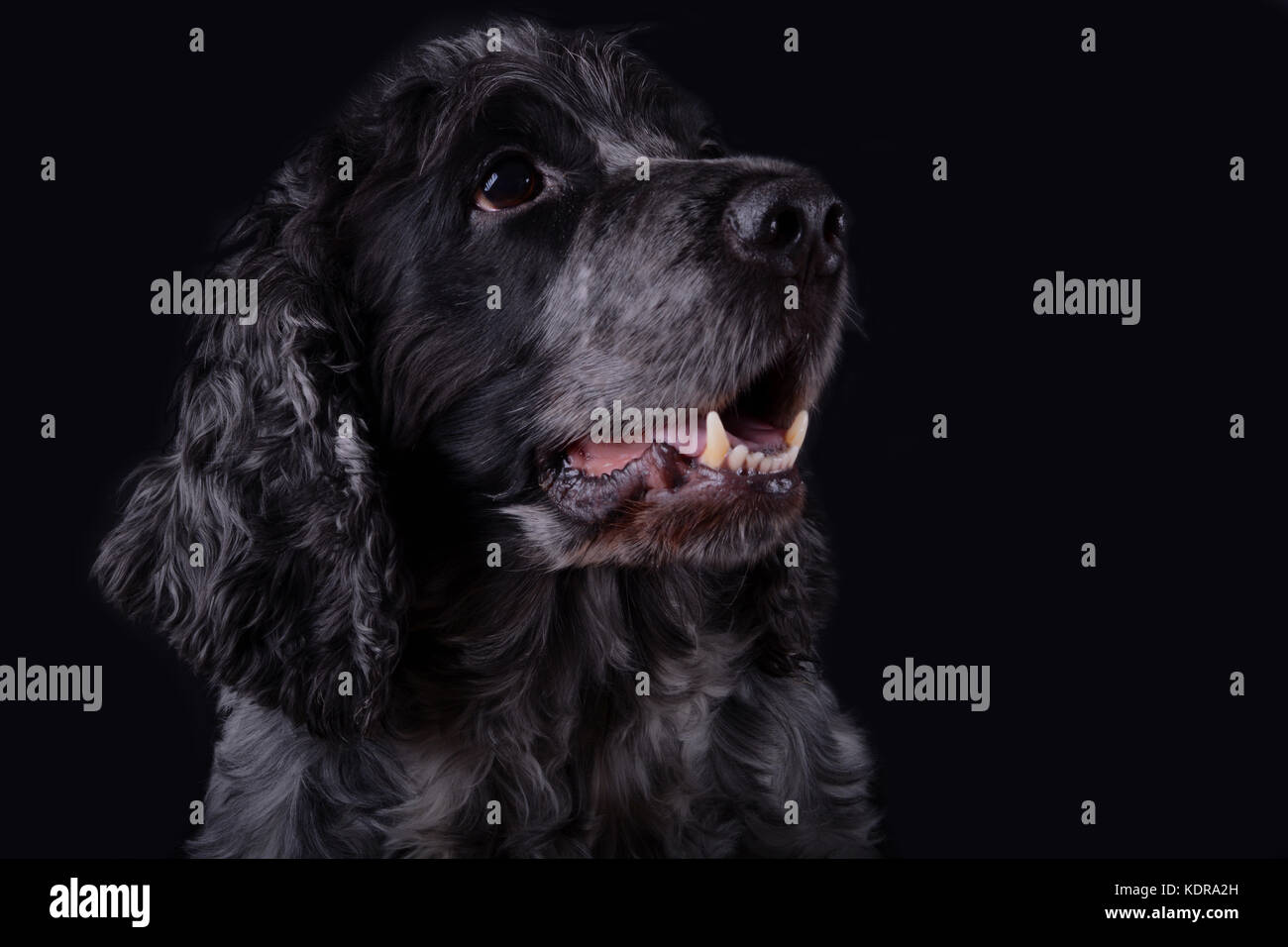 Cocker Rowan bleu est un bon animal de compagnie basée au Royaume-Uni Banque D'Images